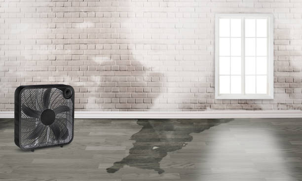 Best Ceiling water damage repair  in Plano, TX
